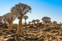 Quiver Tree Forest